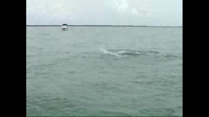 Hammerhead Attacks A Tarpon