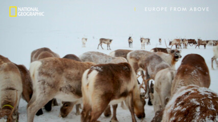 Северните елени във Финландия | Европа отвисоко | National Geographic Bulgaria