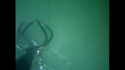 Черноморски кефал - подводен риболов