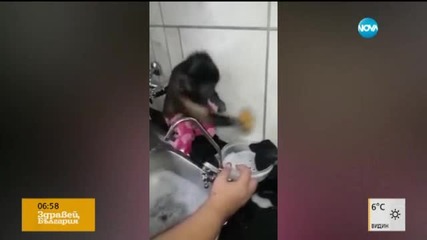 Маймунка чисти старателно баня