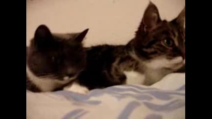 Котета си говорят