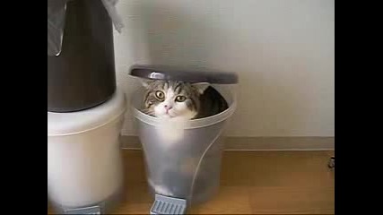 Лудото коте с идея!
