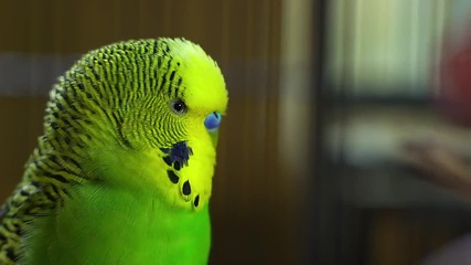 Disco - страхотен говорещ папагал!