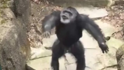 Маймуна уцели баба в лицето вижте с какво