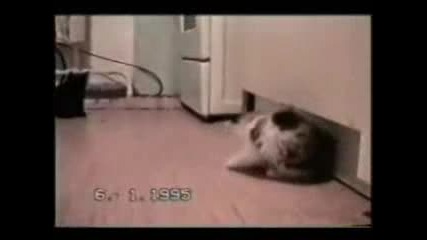 Забавни котки