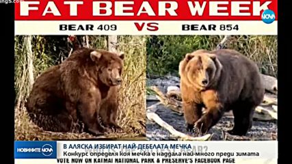 В Аляска избират най-дебелата мечка