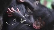 В британски зоопарк се роди изключително рядък вид шимпанзе (ВИДЕО)