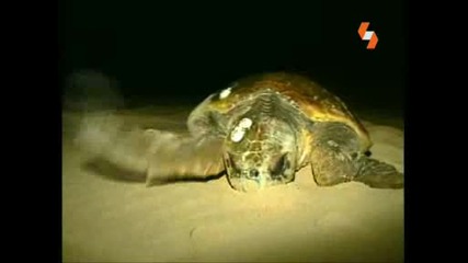Енциклопедия на Животните - Морска костенурка