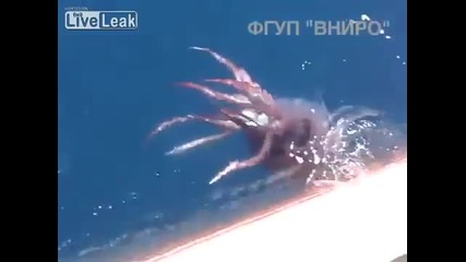 Руски моряци заснеха гигантски калмар