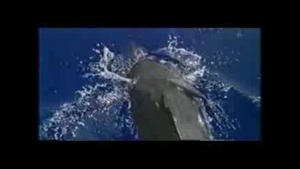 Enya - Caribbean Blue Dolphins