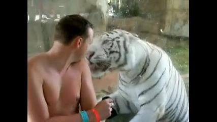 Бял тигър иска да си поиграе! 