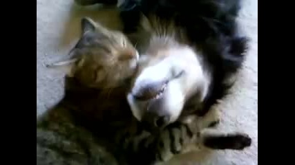 Коте целува куче :)