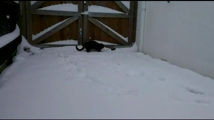 Котка във сняг за първи път
