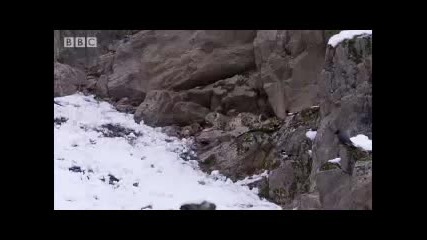 Close encounter with a predator - Snow Leopard Beyond the Myth - Bbc animals 