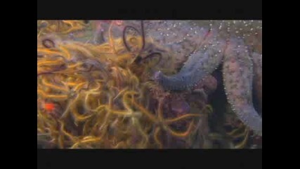 Planet Earth: Shallow Seas : Kelp Forest