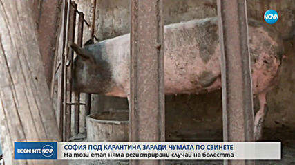 Недоволство в страната заради умъртвяването на свинете, Борисов обеща компенсации (ОБЗОР)