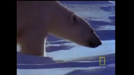 Полярна мечка с малките си