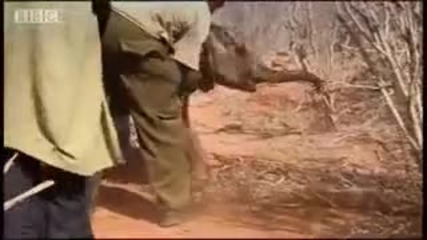 Бебе слон - Bbc wildlife 