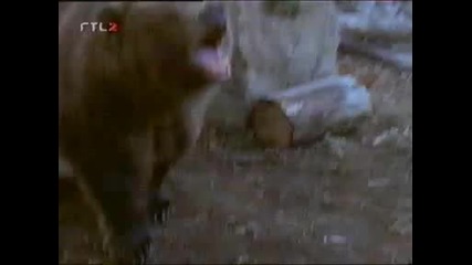 Chuck Norris Vs Bear