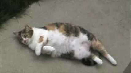 Мързелива Котка
