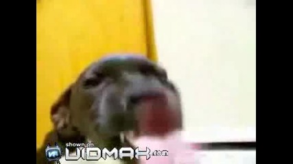 Куче Се Усмихва 