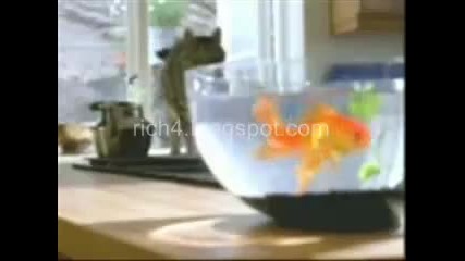 Котка уплашена от риба 