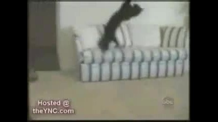 Е това се казват Котки 