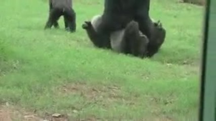 18+ Камасутра - Gorillas in love at Atlanta Zoo
