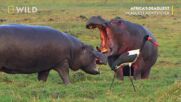 Двубой между хипопотами | Най-смъртоносните в Африка | National Geographic Bulgaria