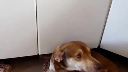 Куче откача когато вижда лимон:)