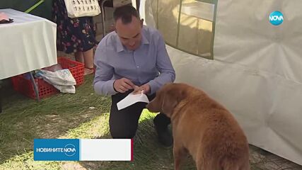 Книгата на Гинес отне титлата за най-старо куче в света на Боби от Португалия