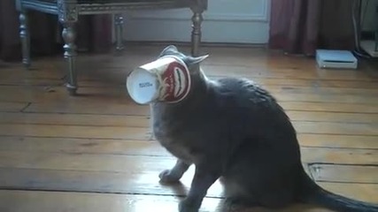 Котка срещу сладолед! 