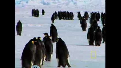 Императорски Пингвини - National Geographic