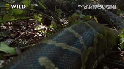 Бирманският питон | Най-смъртоносните змии | NG Wild Bulgaria