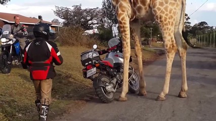 Жираф обича мотори
