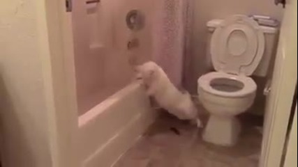 Kote xodi do / wc