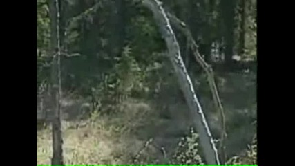 Човек Среща Мечка В Гората