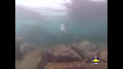 Подводен Свят -  Тюлени