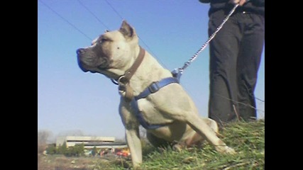 pitbull - Roko