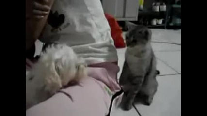Funny Cat Hits The Dog 