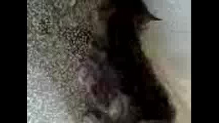 kotarak2