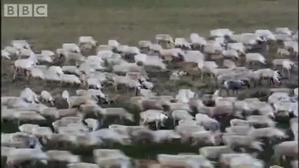 Wolves hunting Caribou - Planet Earth - Bbc wildlife