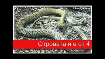 Top 10 - te nai - otrovni zmii na sveta