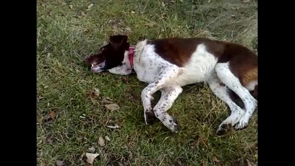 Отровено ловджийско куче в село Дрента