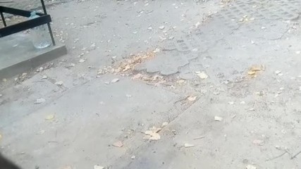 птичета
