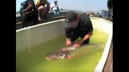 National Geographic - River Catfish Release