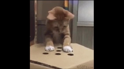 Как да си играете с Котката