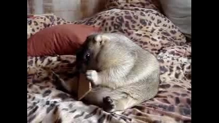 Забавно Домашно Животинче 