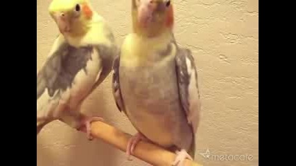 Evil Cockatiels Singing In Sync