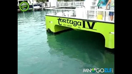 На риба с ръката 